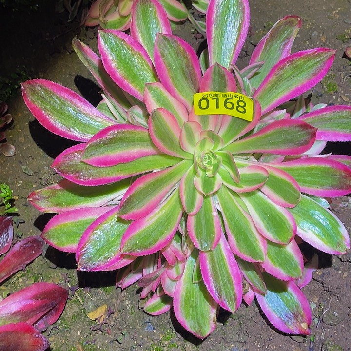 0168男神多肉植物