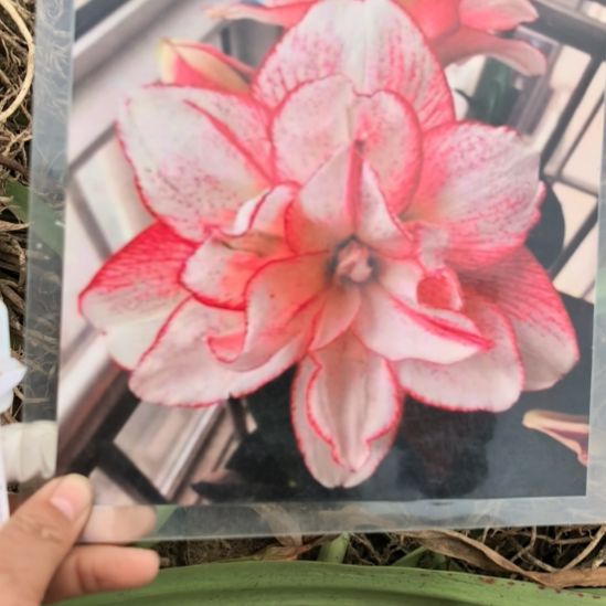 当前无花栽培后可以开花条纹戴斯7厘米裸根球
