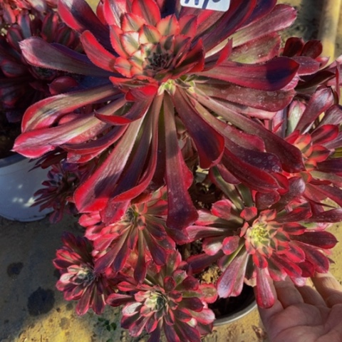 红同白多肉90多肉