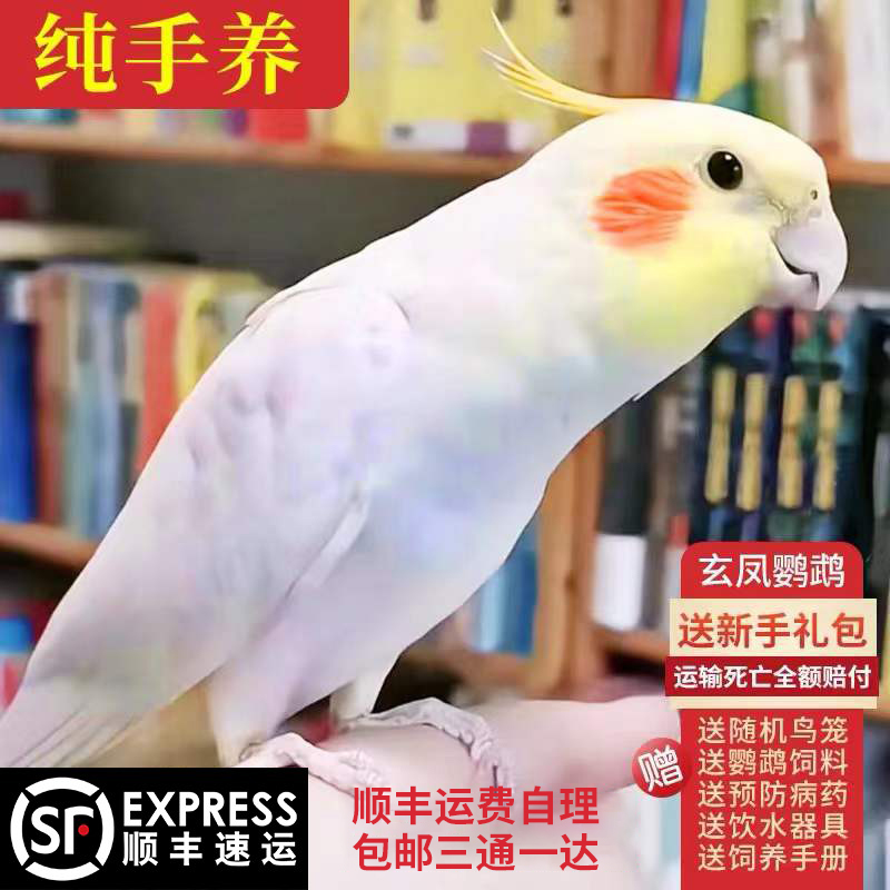玄凤鹦鹉活体黄化玄凤会学说话可繁殖鸟手养宠物一对活物鹦鹉活鸟