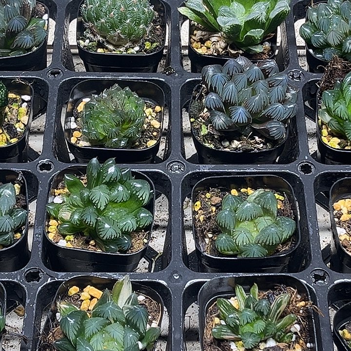 5 脱土发货8颗13.9包邮