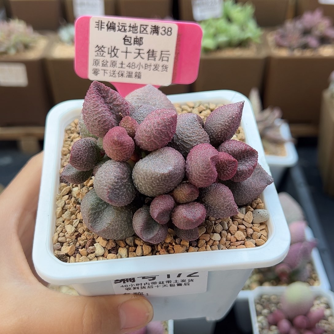 专****?172水蜜桃多肉植物