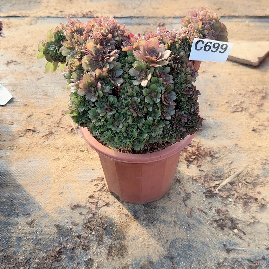 699万多多一颗呀呀