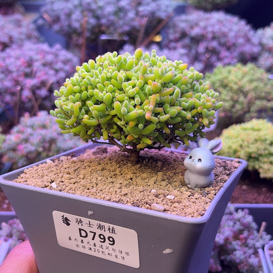 799蜜橘糖球枝干番杏