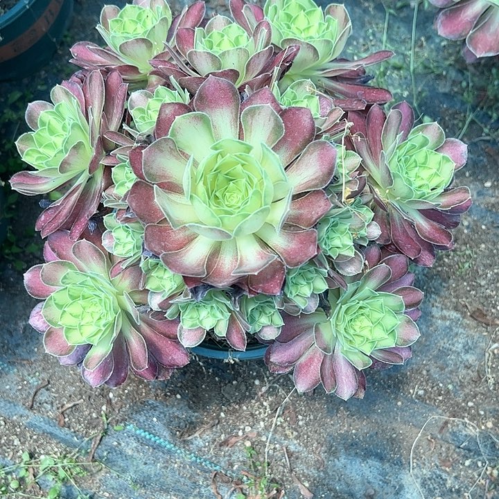 0059韶华多肉植物