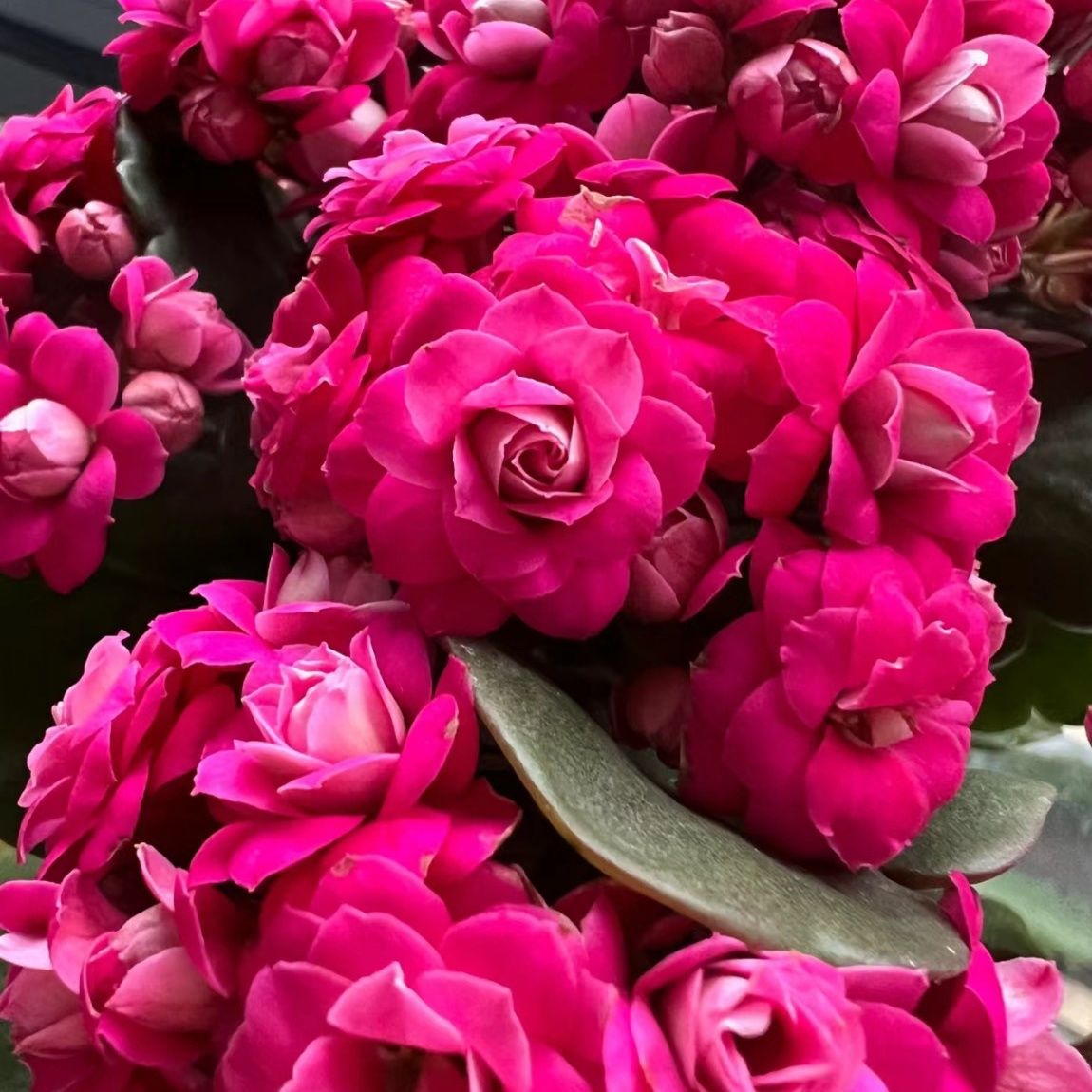 【古董玫瑰】紫色重瓣带花苞盆栽四季开花大花苗植物室内阳台花卉