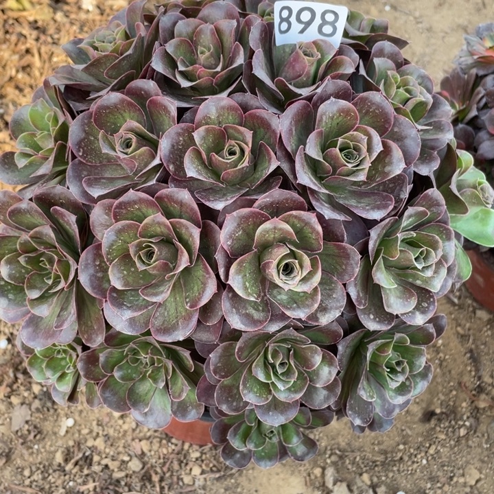 完全开放898多肉植物魅金玫瑰