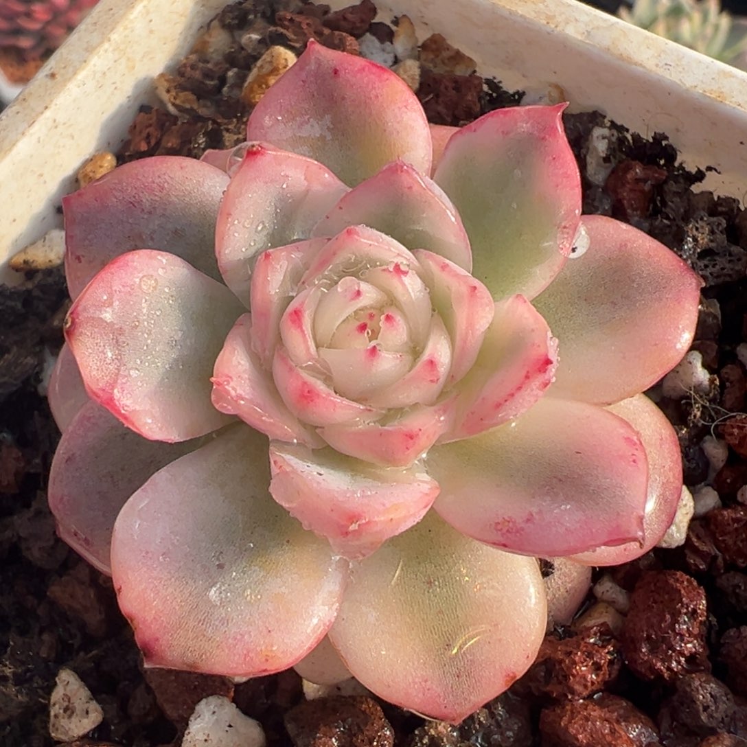 韩水晶锦，覆轮锦。