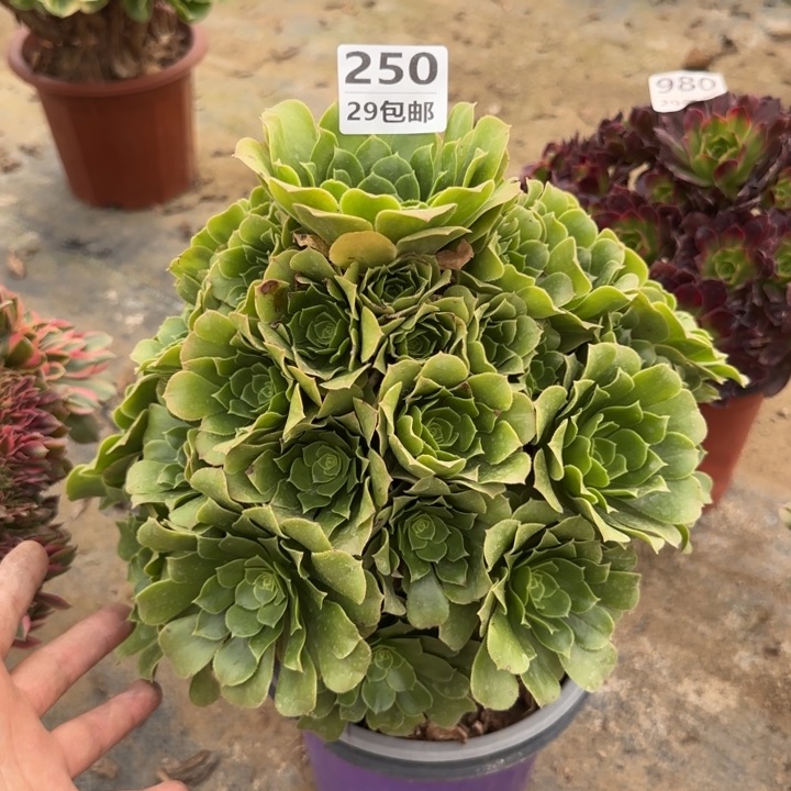 绿羊绒……多肉植物……