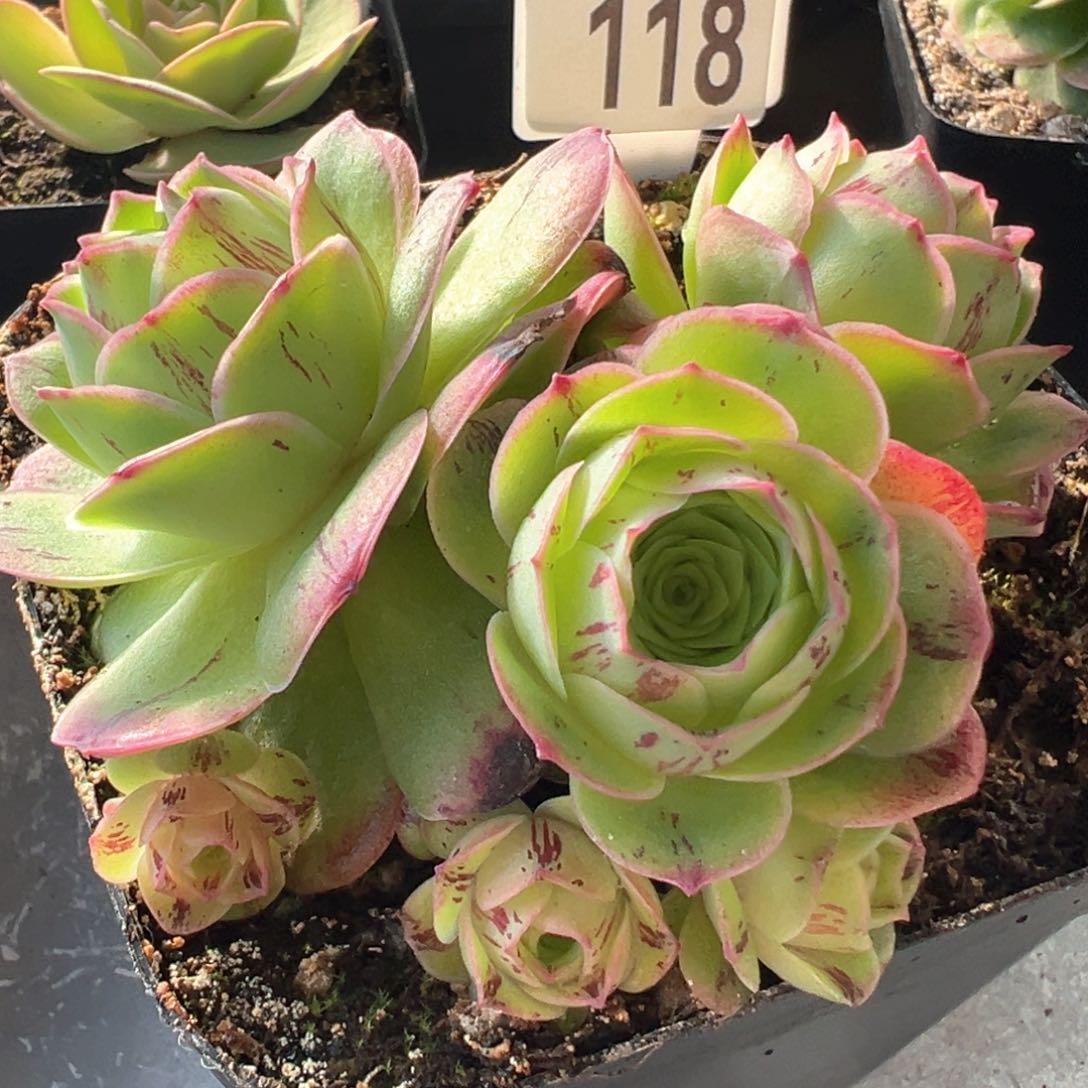 千寻118山地玫瑰多肉