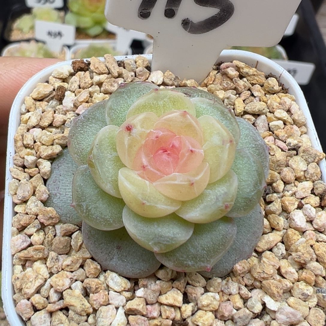 115号风花雪月系列仙音