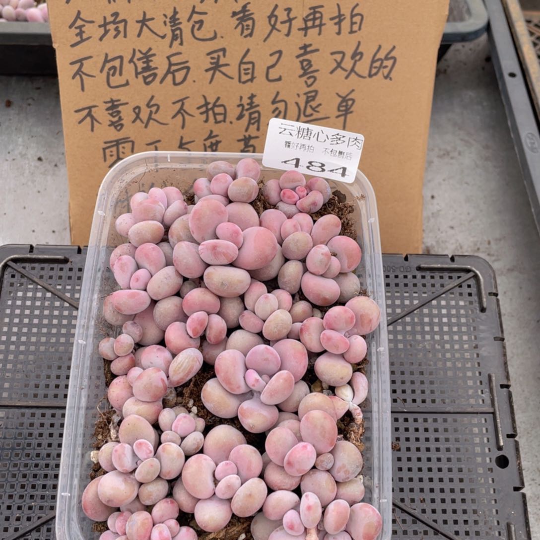 云糖心多肉植物484