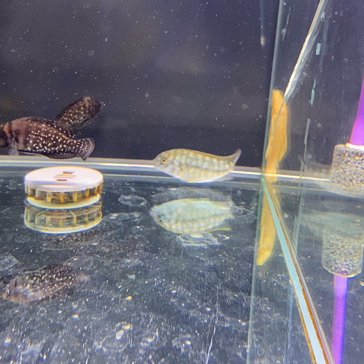 海水鱼轩哥的观赏鱼