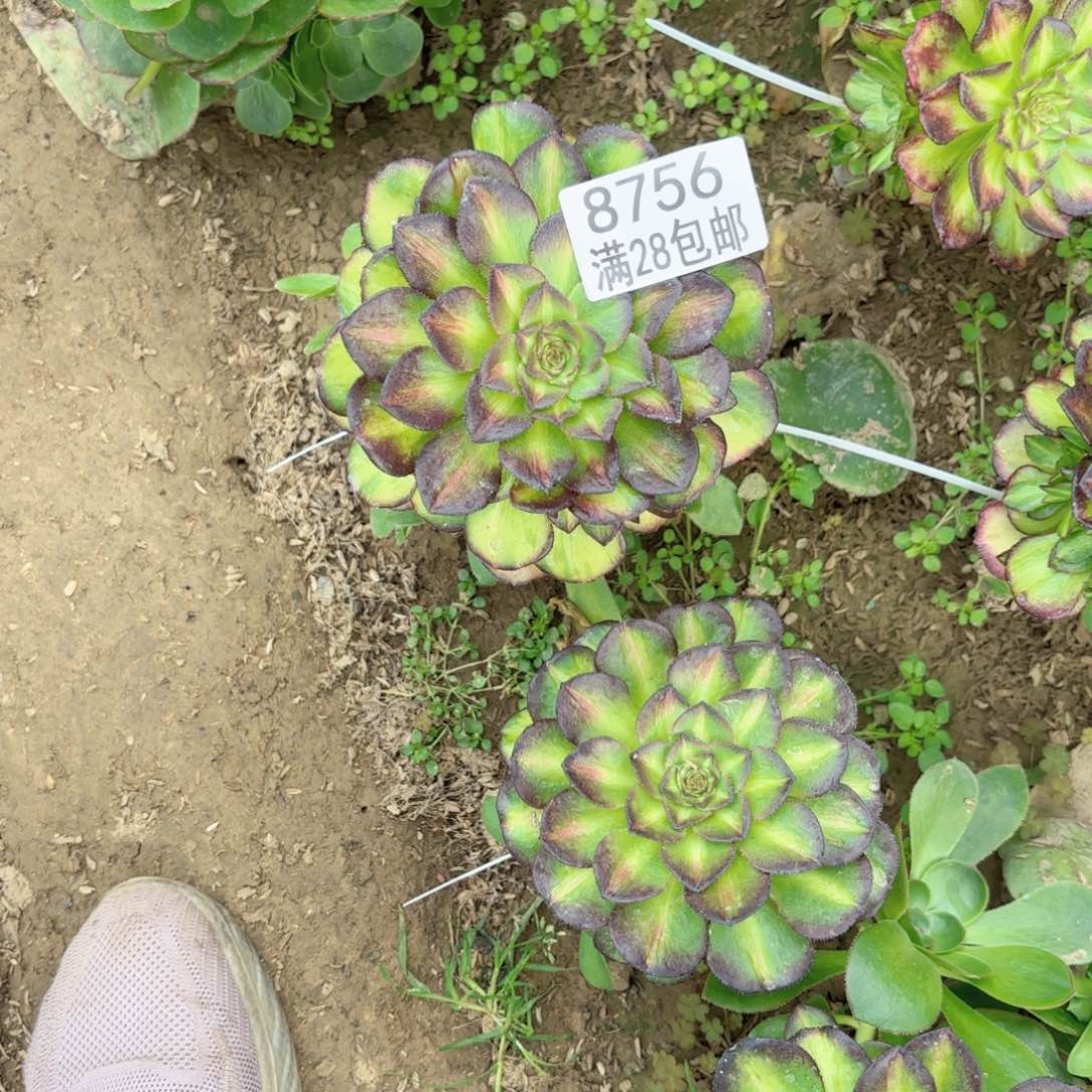 V. 8756海王七彩多肉