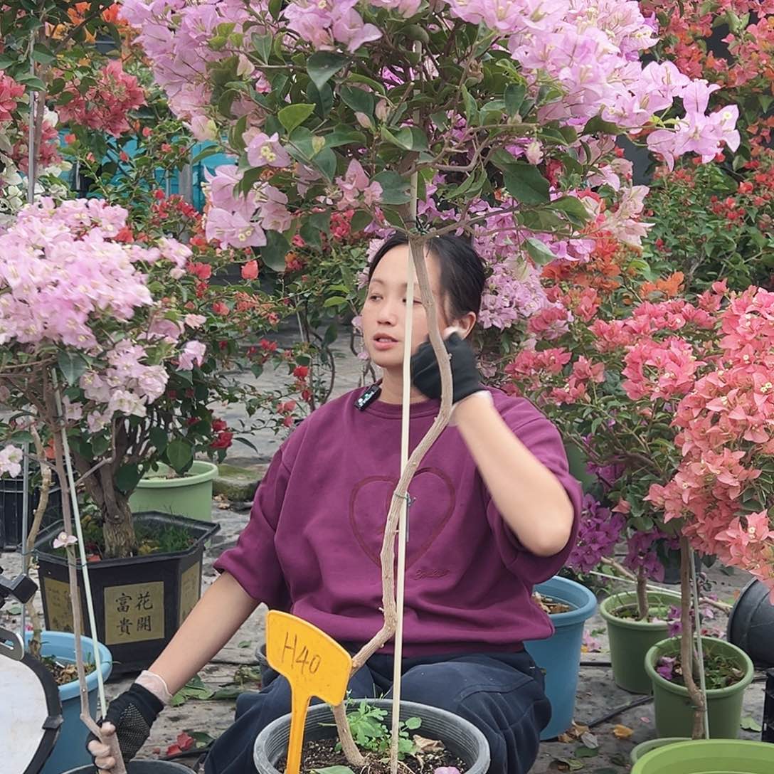 晖***哥大部分花苞少量开放H40丽娜