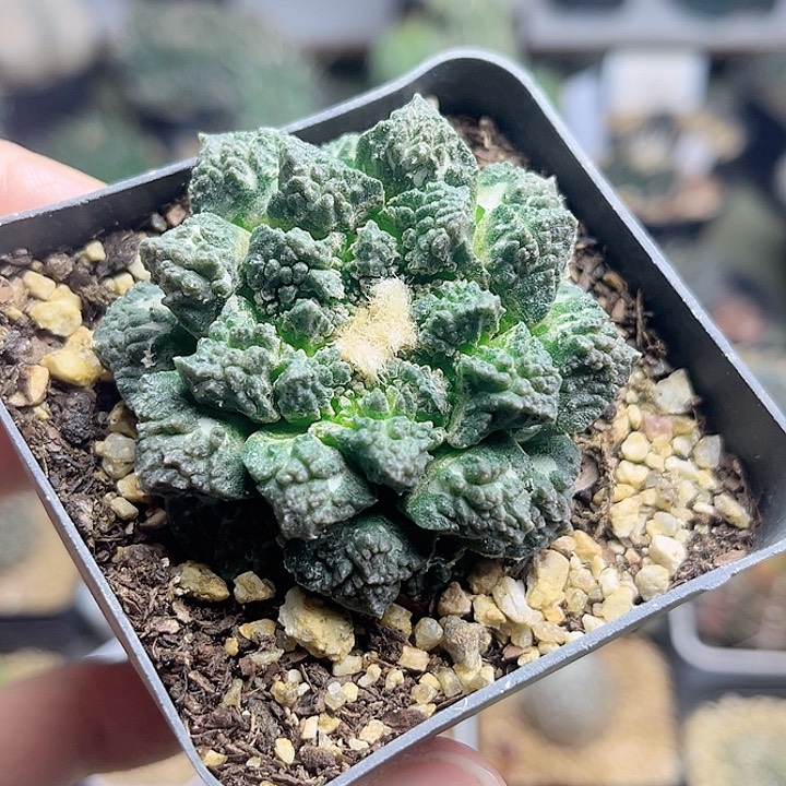 小尤牡丹一物一拍一颗