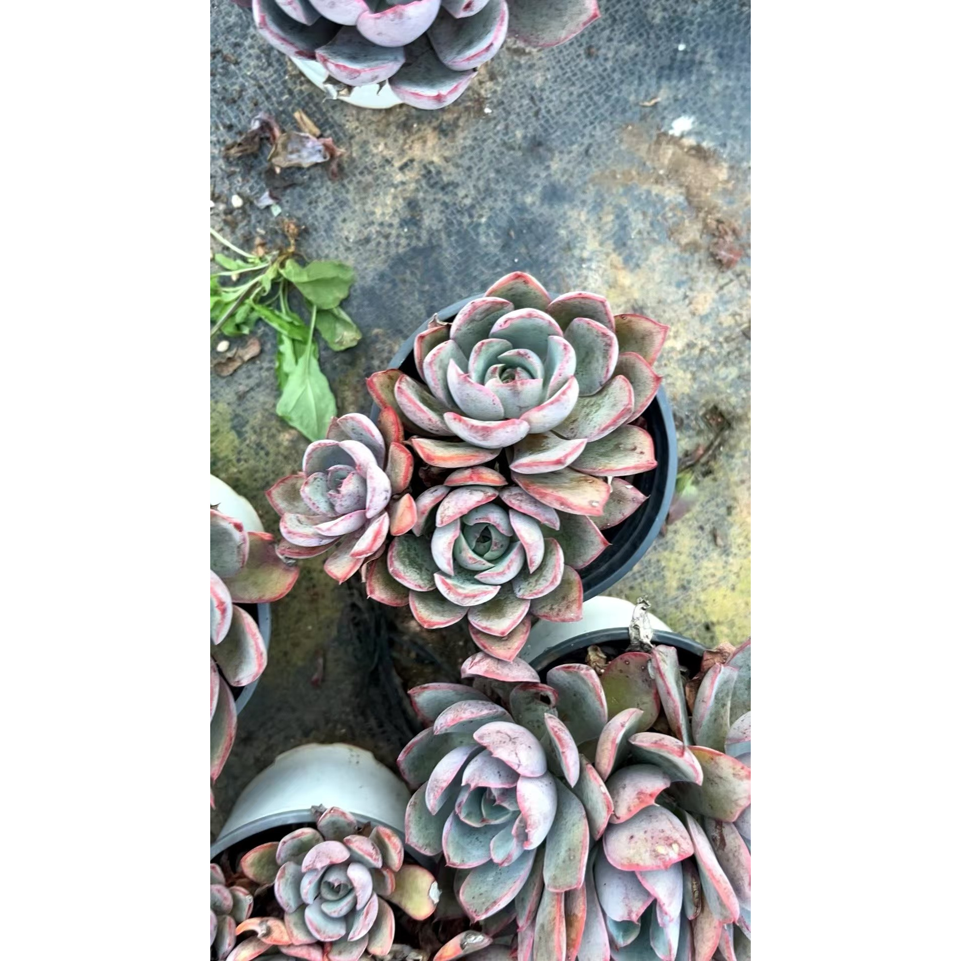 120杯赫拉/好养多肉（满9.99包邮）吹吹多肉