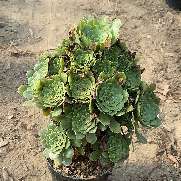 翡翠琉璃多肉植物016