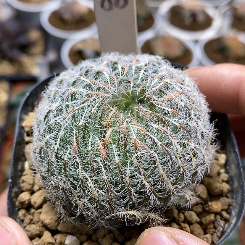 【闪购商品】88毛绒球