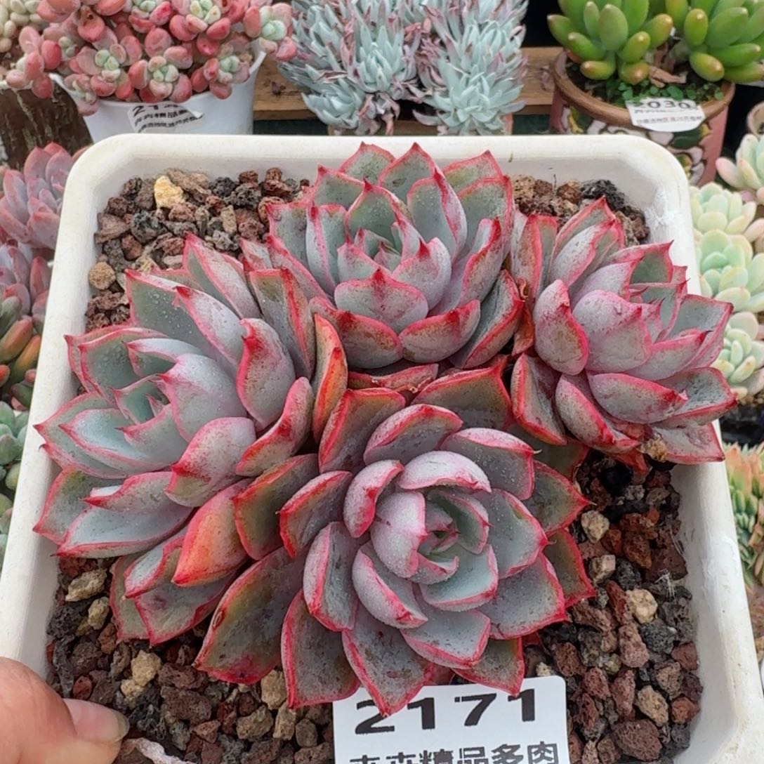 2171一物一拍（满28包邮）