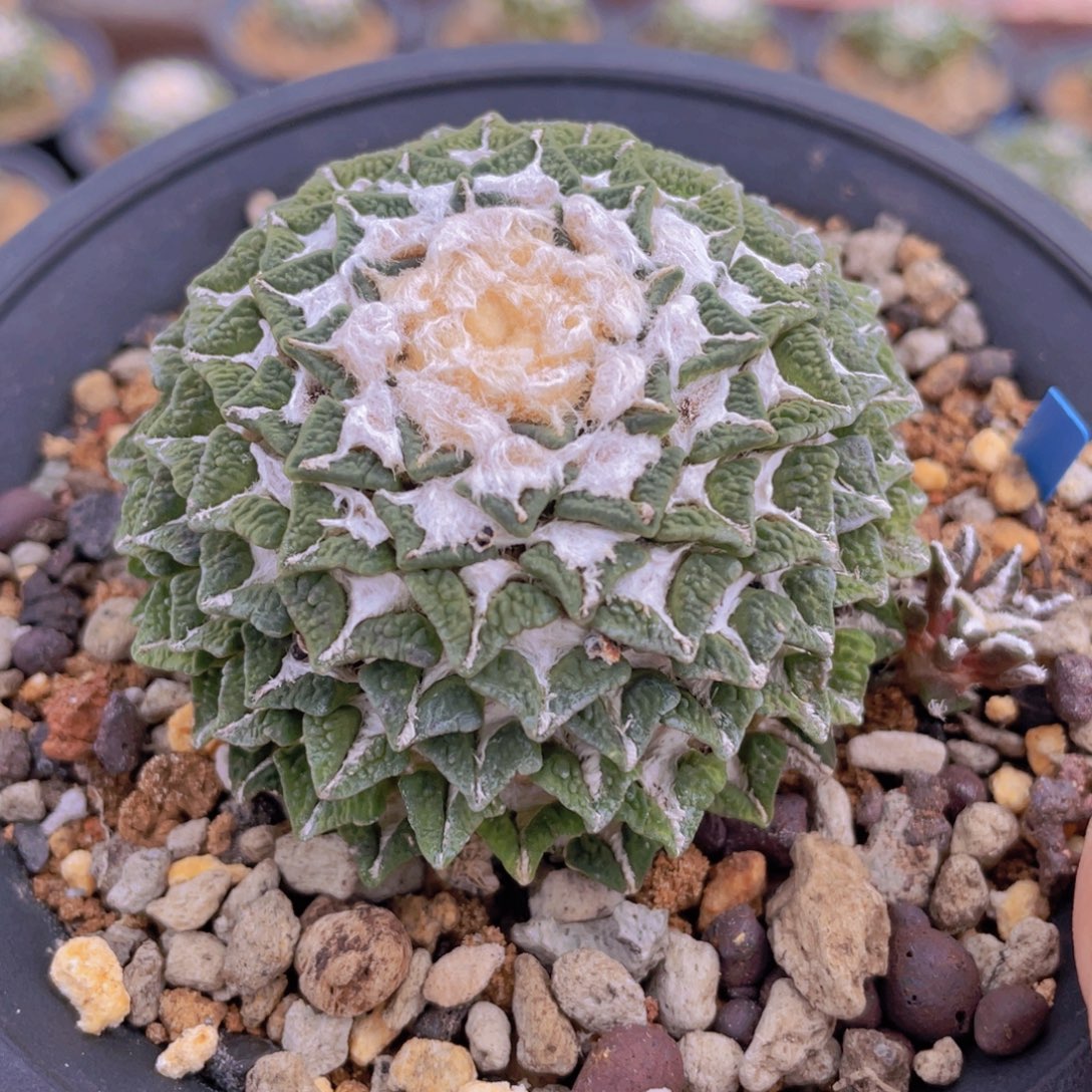 自根馒头黑牡丹福利