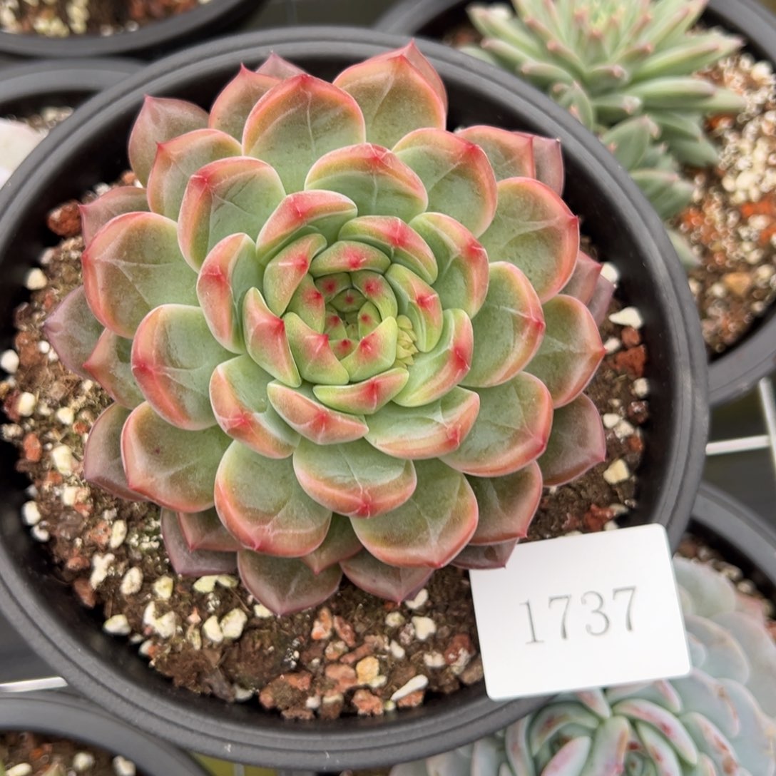 任***转1737肉肉肉肉肉肉肉