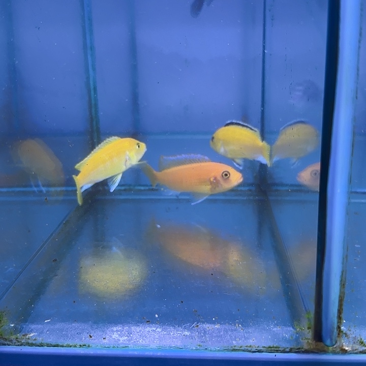 @***个慈鲷鱼321号共4条111111