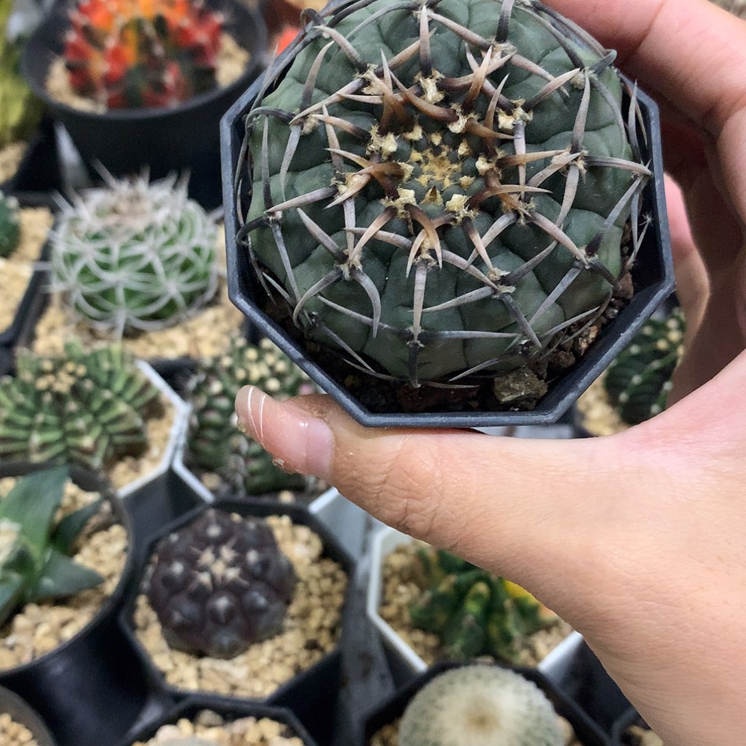 当前无花栽培后可以开花实生根怪龙丸
