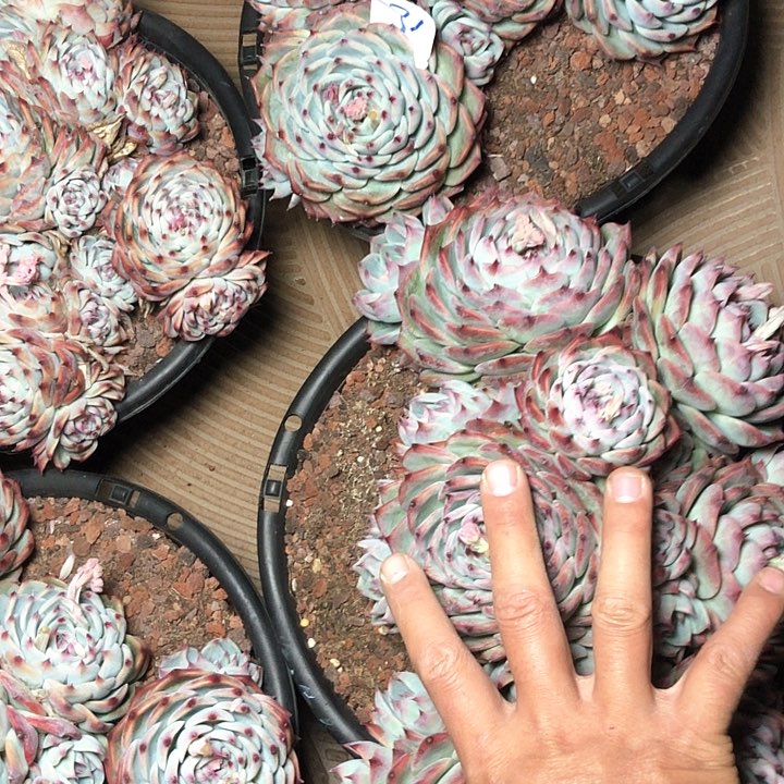 31///////////////////