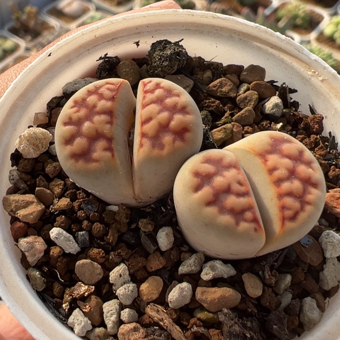 682多肉植物种类多样