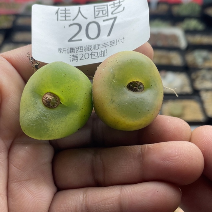 佳人园艺上福利啦欧泡207