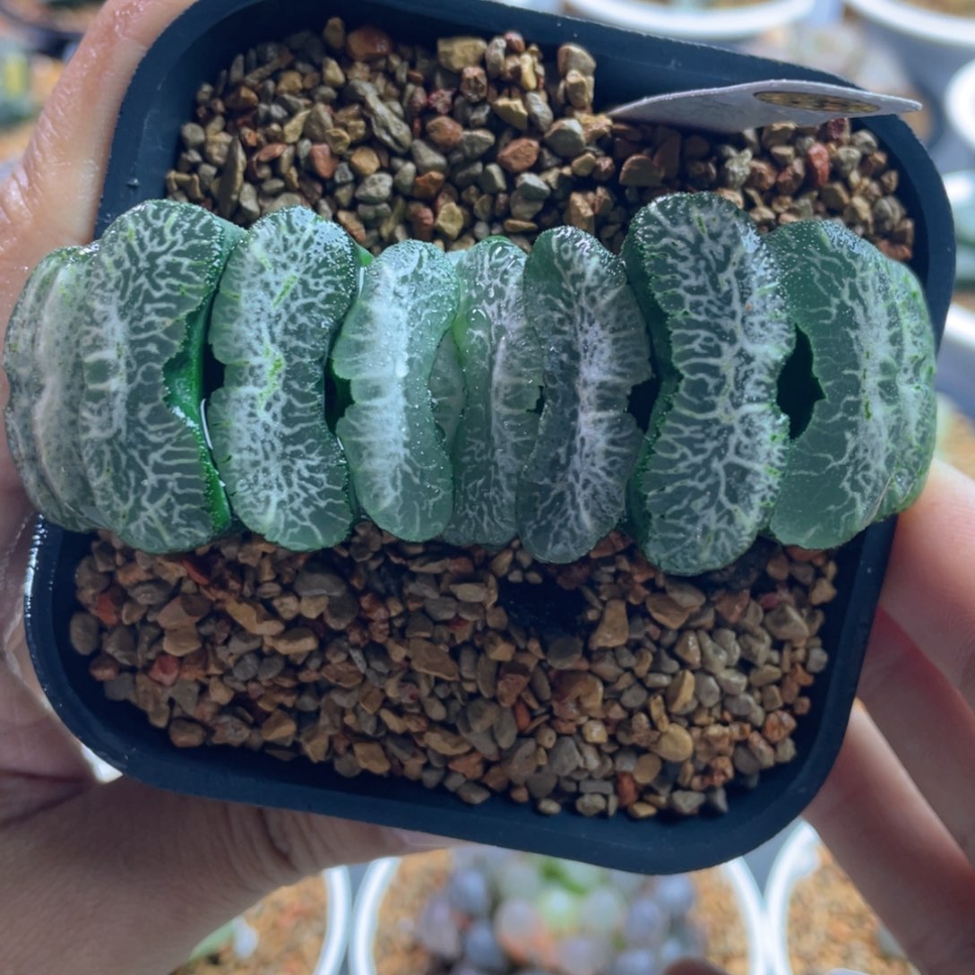 3.十二卷多肉堕落天使玉扇。     