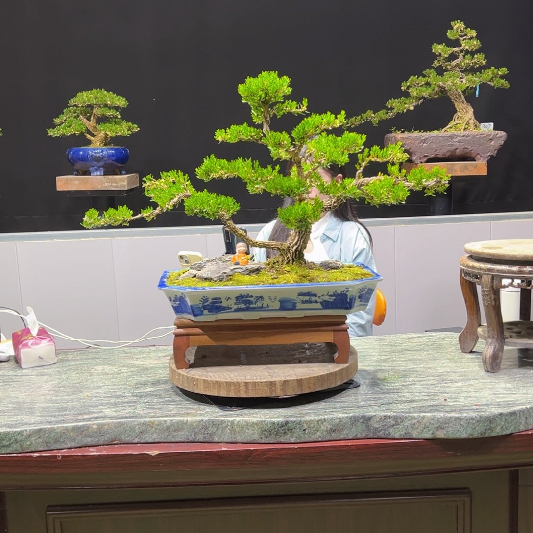 黄杨盆景老桩四季常青