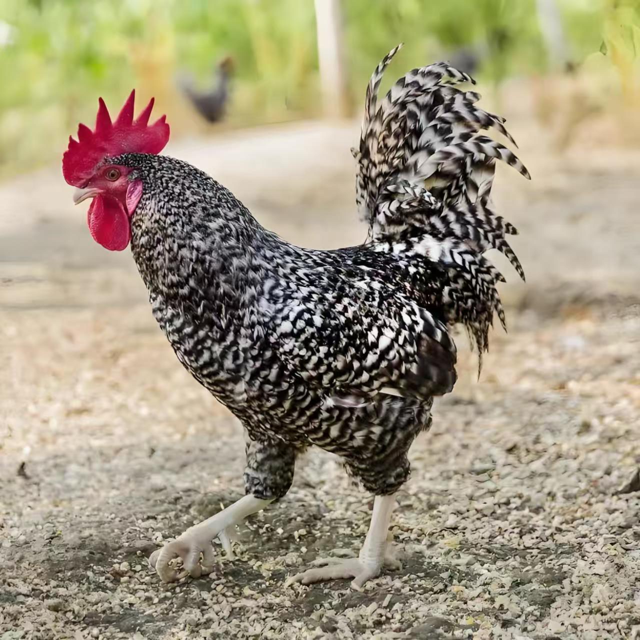 【5只黑芦花】每只1.5斤左右 味道鲜美 包邮