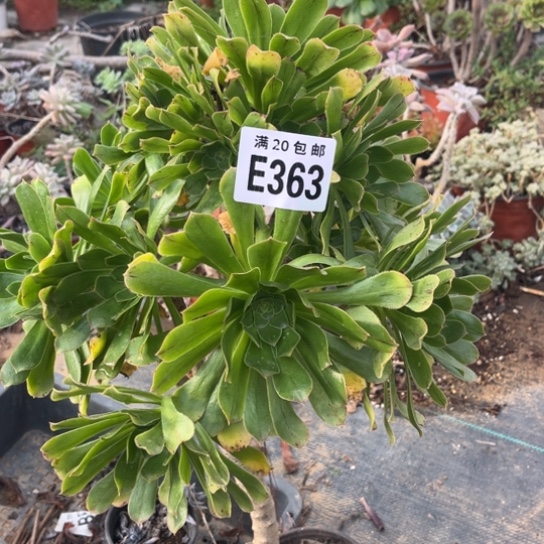 263原始绿不包断枝