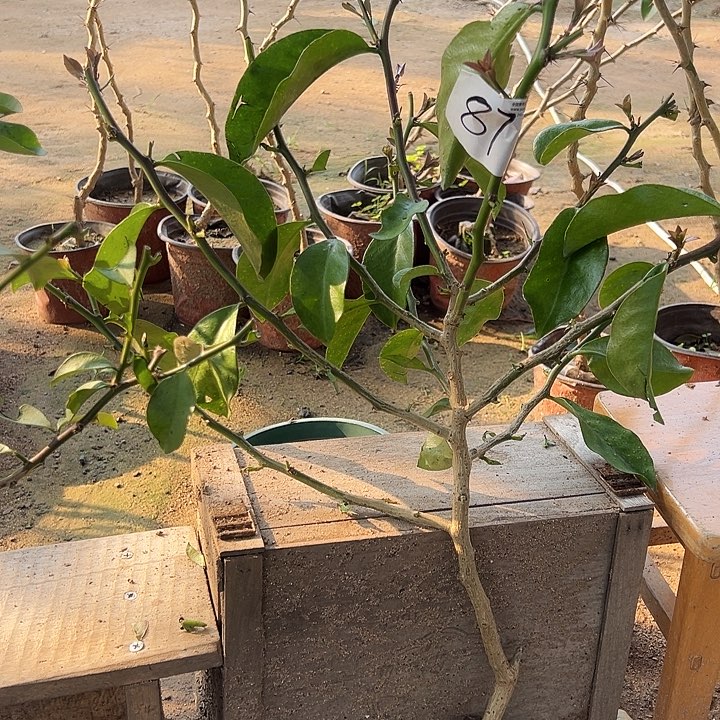 40公分左右树型叶仙一颗编号87