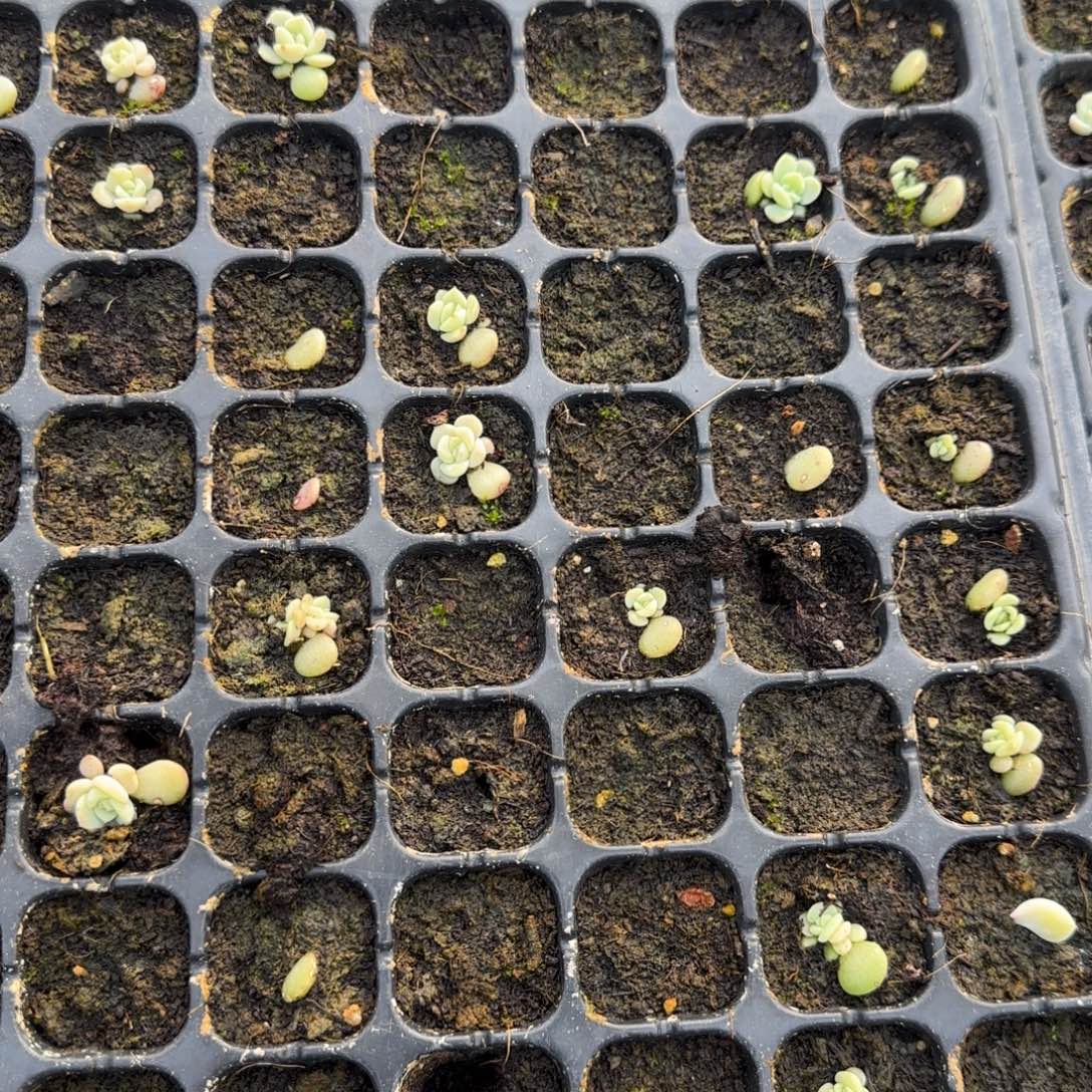 荔枝穴3个满25包邮