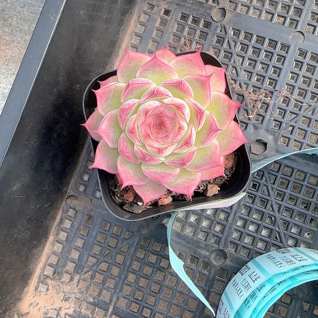 S***Y多肉1128-187女王