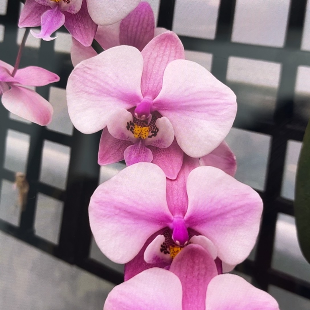 无花朵2.5寸爱丽丝苗