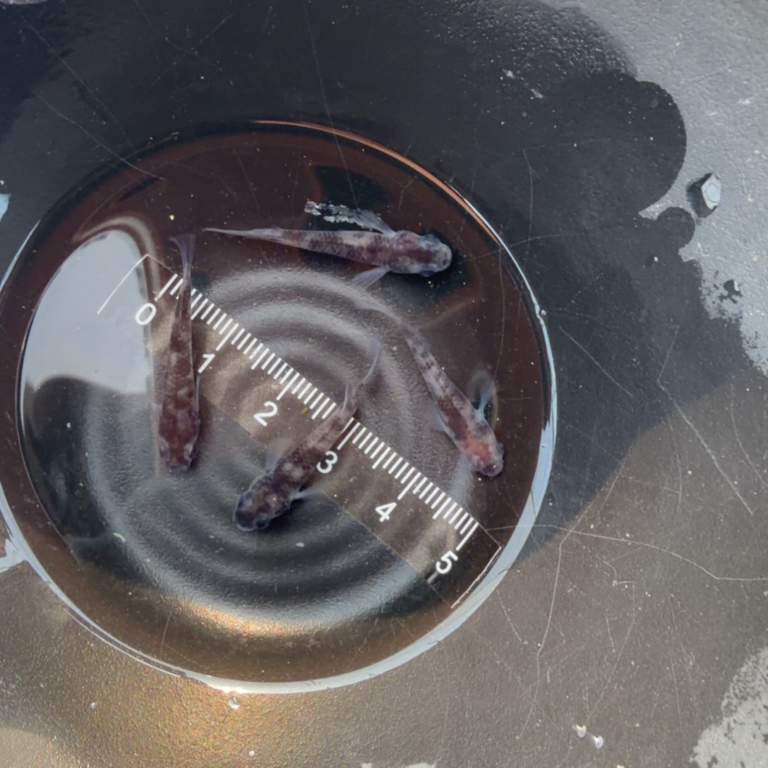 青鳉鱼观背青鳉12