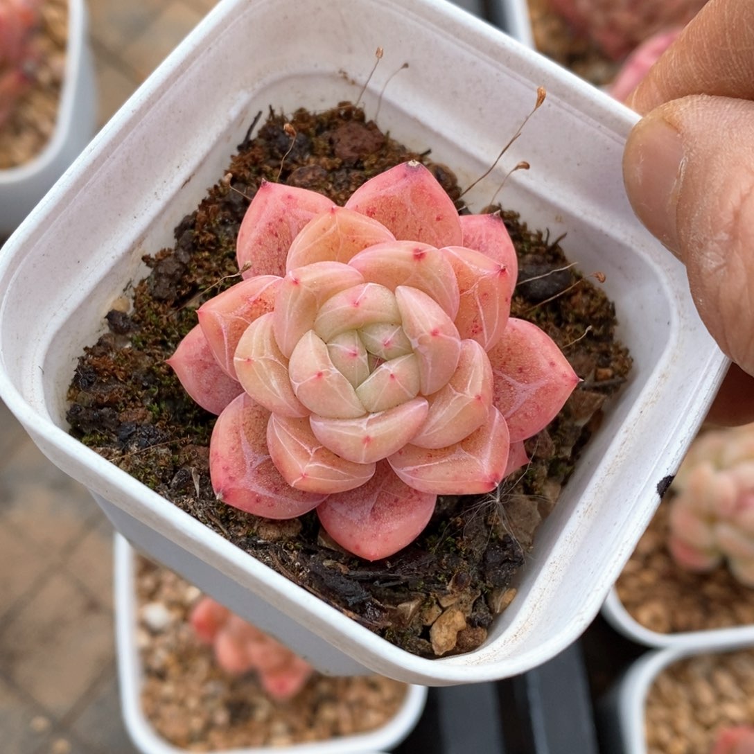 精品多肉一物一拍不包整191