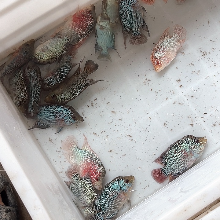 海水19.9/////凄凄切切的感觉真的好美好