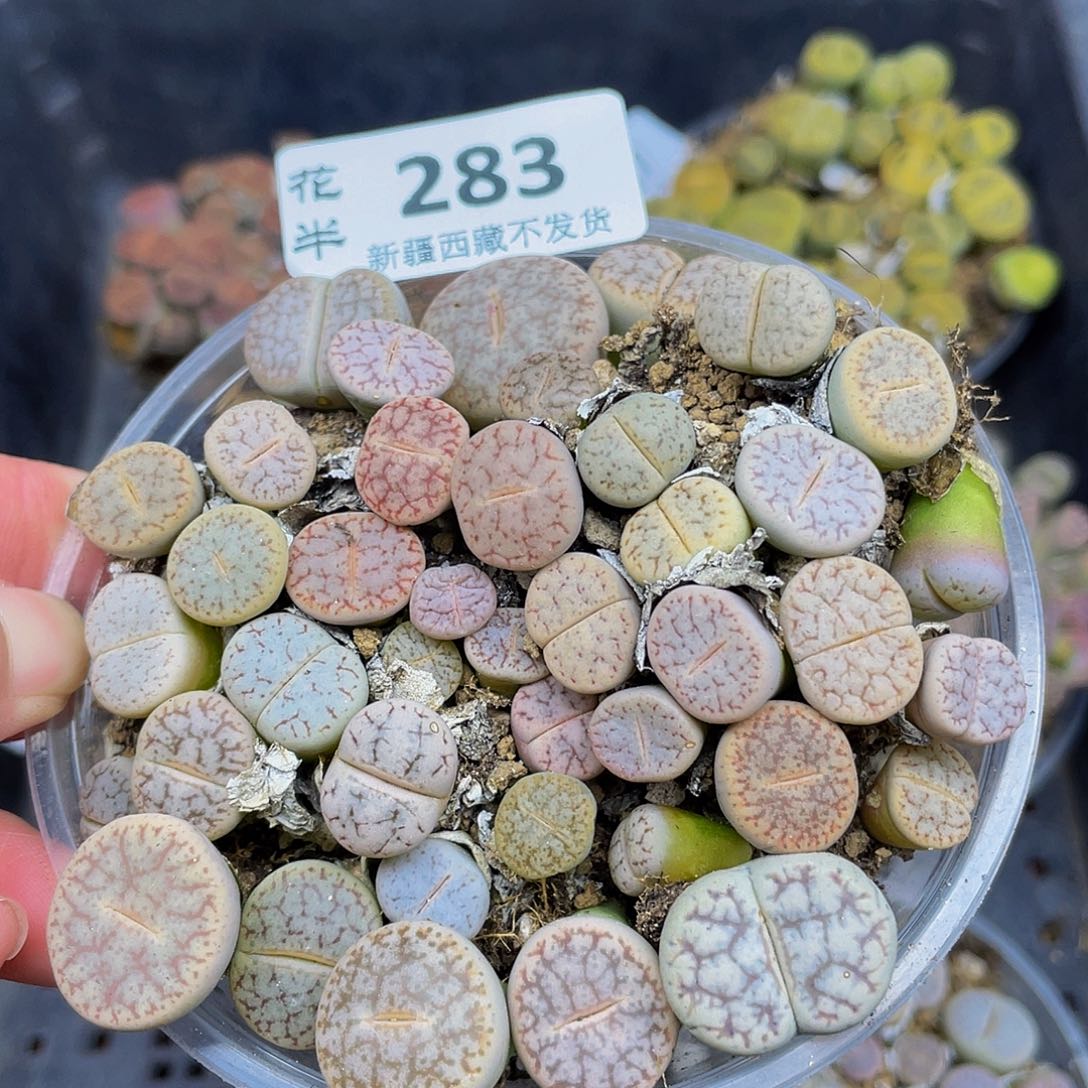 2830000000花花花花怪她股花