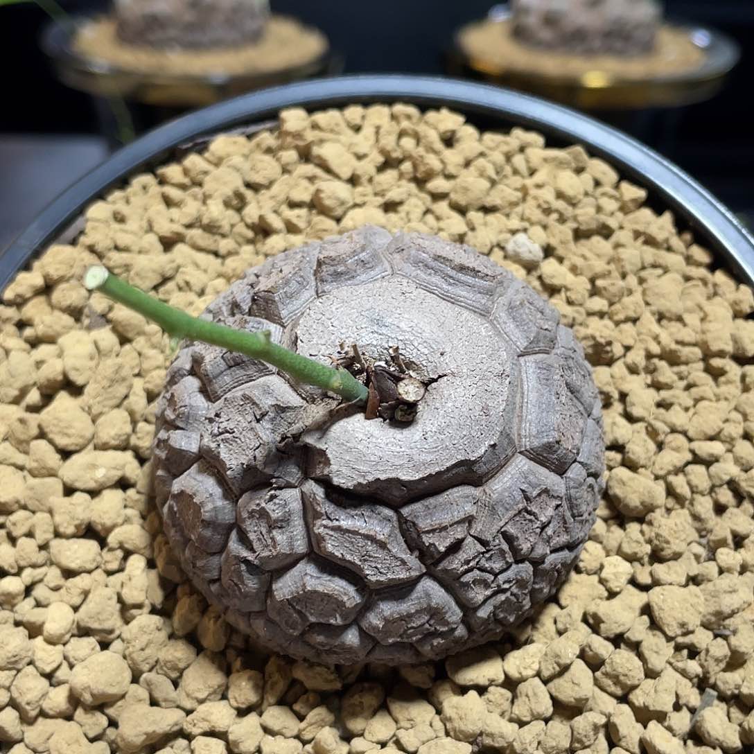 275大天眼龟甲龙6.4厘米