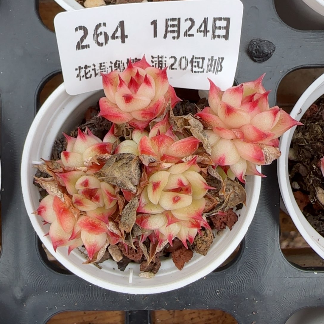 花语逸境0124-264