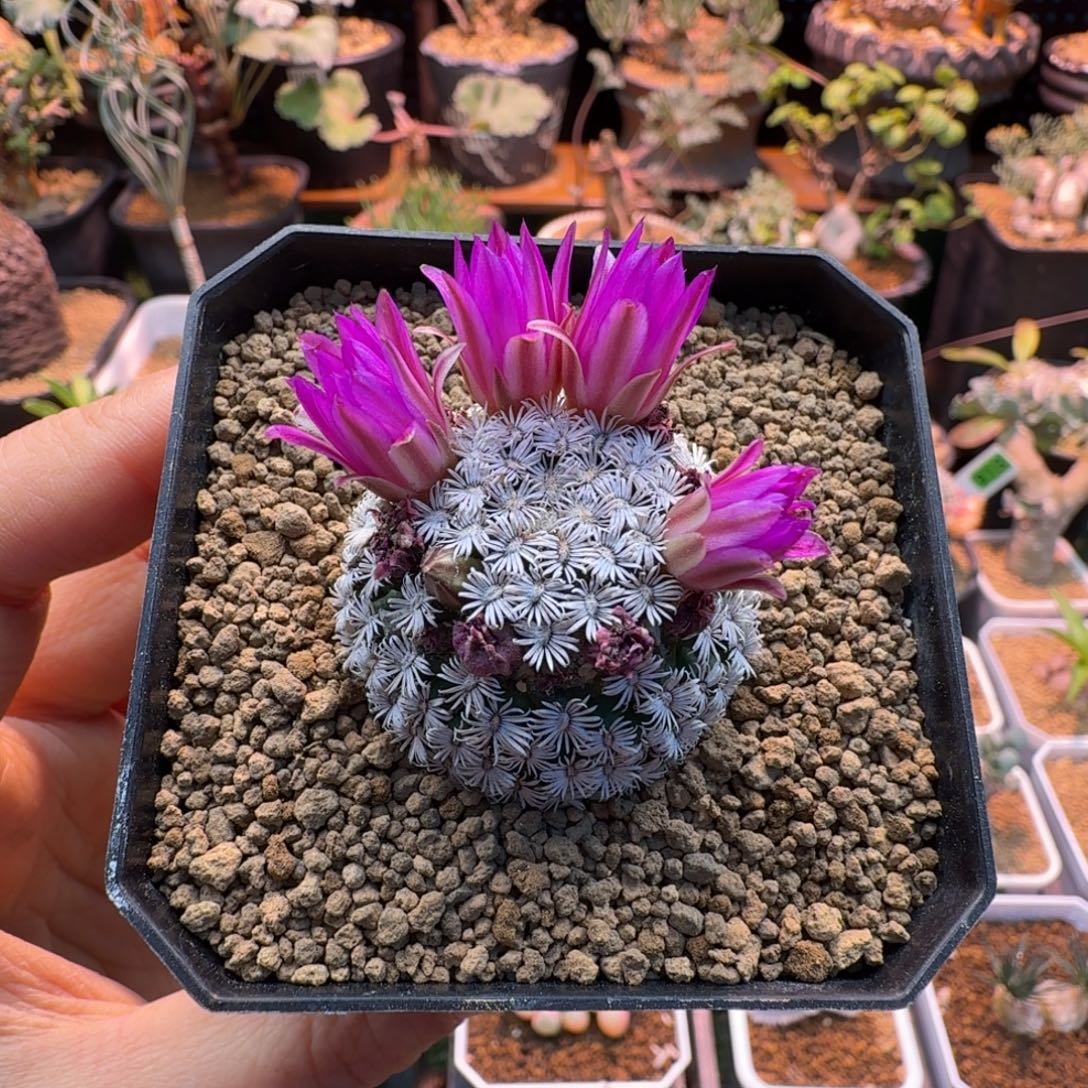 实生克氏丸299 仙人球