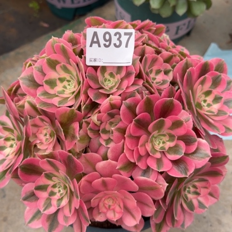 937女巫25厘米左右