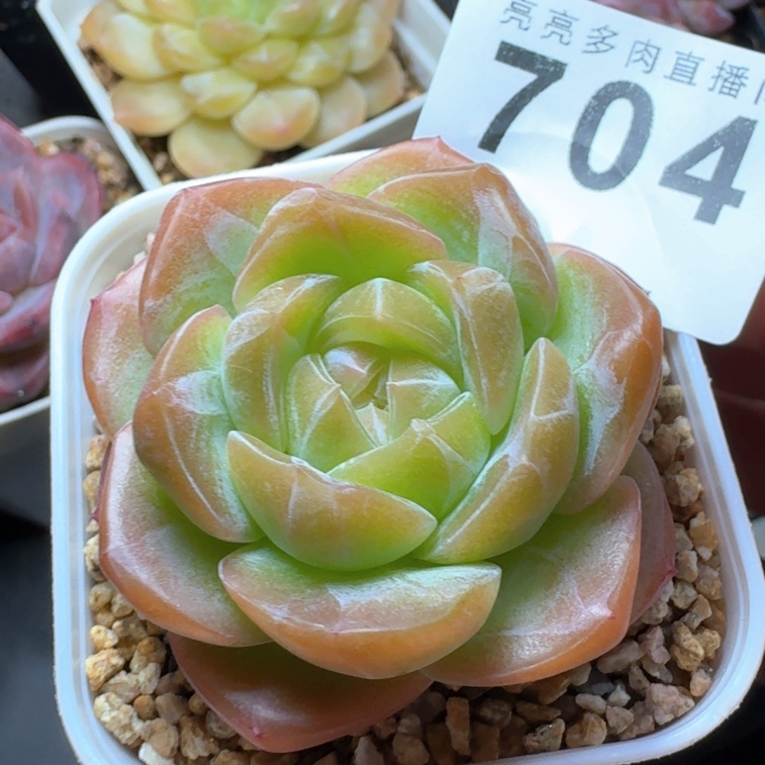 黄体珍妮            精美多肉植物
