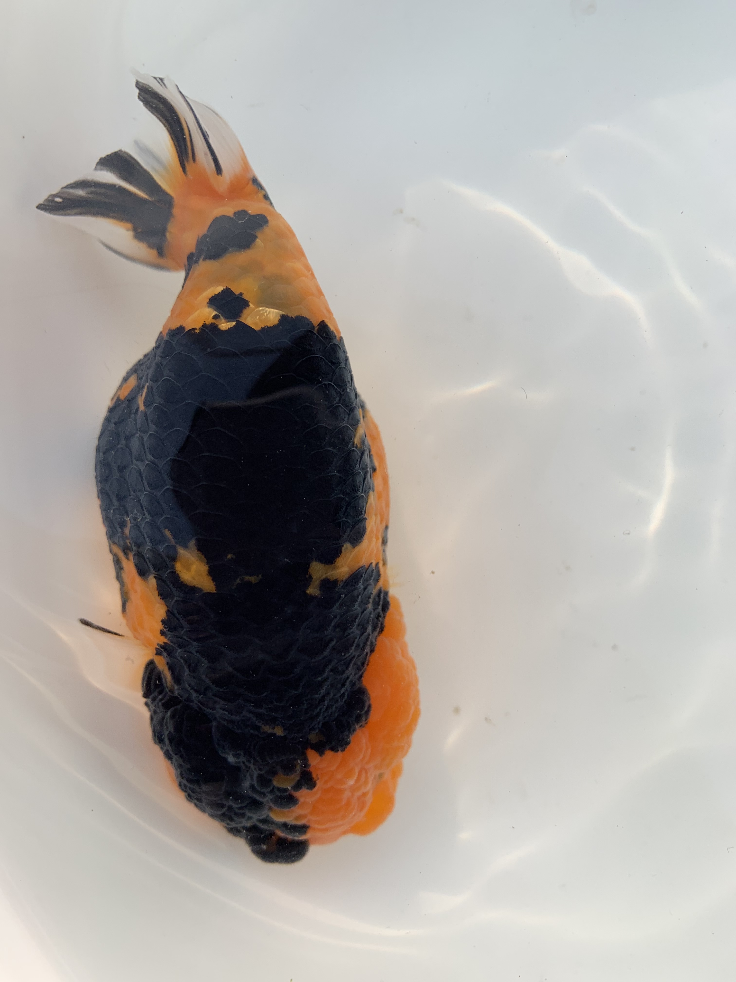 兰寿将军短尾狮玛丽金鱼直播