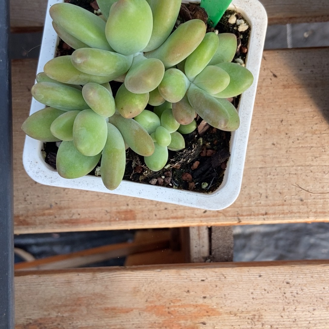 146芒果奶多肉植物